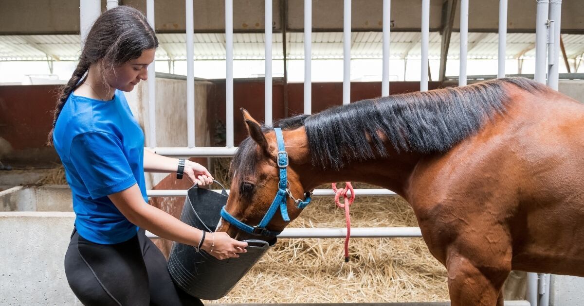 Woman feeding a horse in a barn out of a bucket