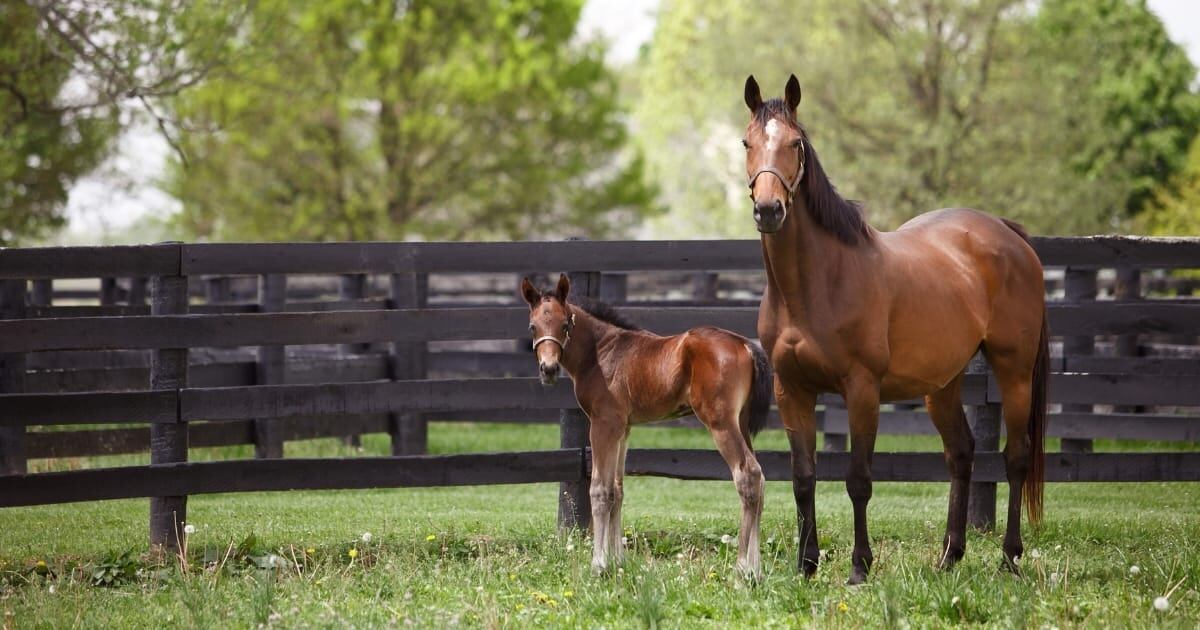Easing the Bond, Weaning Horses with Care