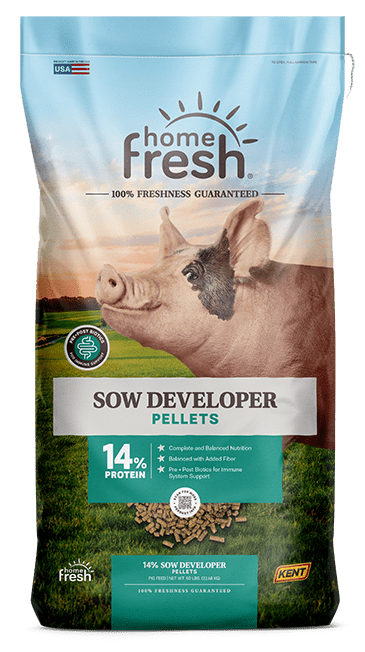 SOW DEVELOPER