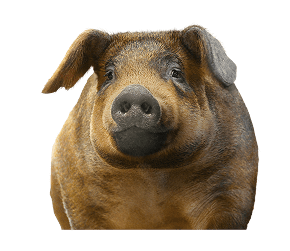 Pig