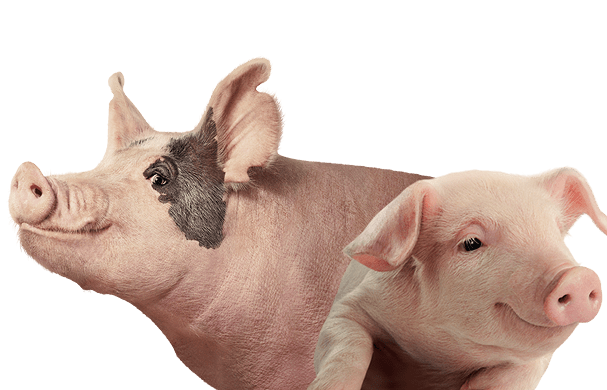 Pigs