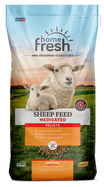 Home Fresh Sheep