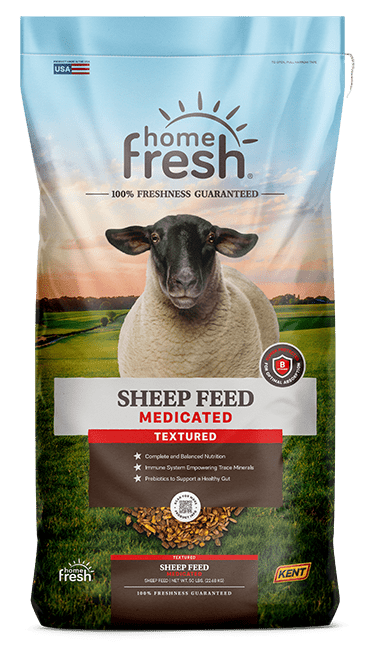 Home Fresh Sheep Feed