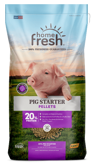 Pig Starter