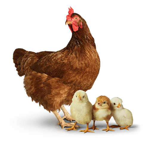 Chickens with baby chicks