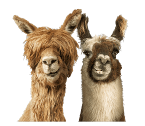 Alpaca & Llama