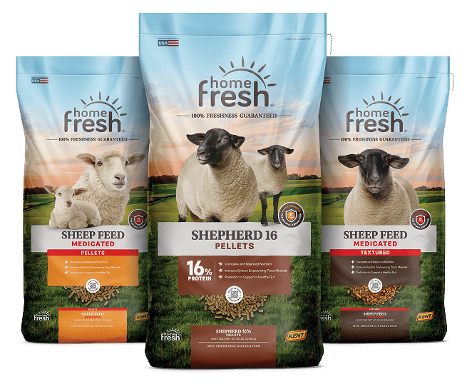 Home Fresh Sheep Lineup