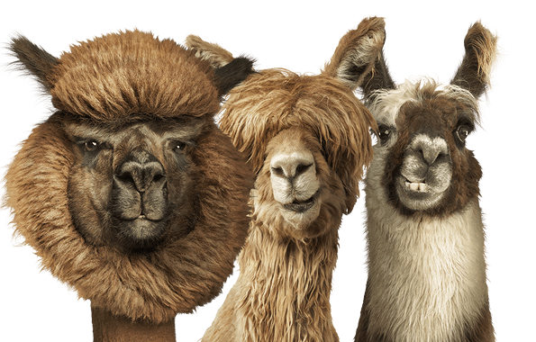 Alpaca & Llama