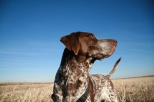 Pointer