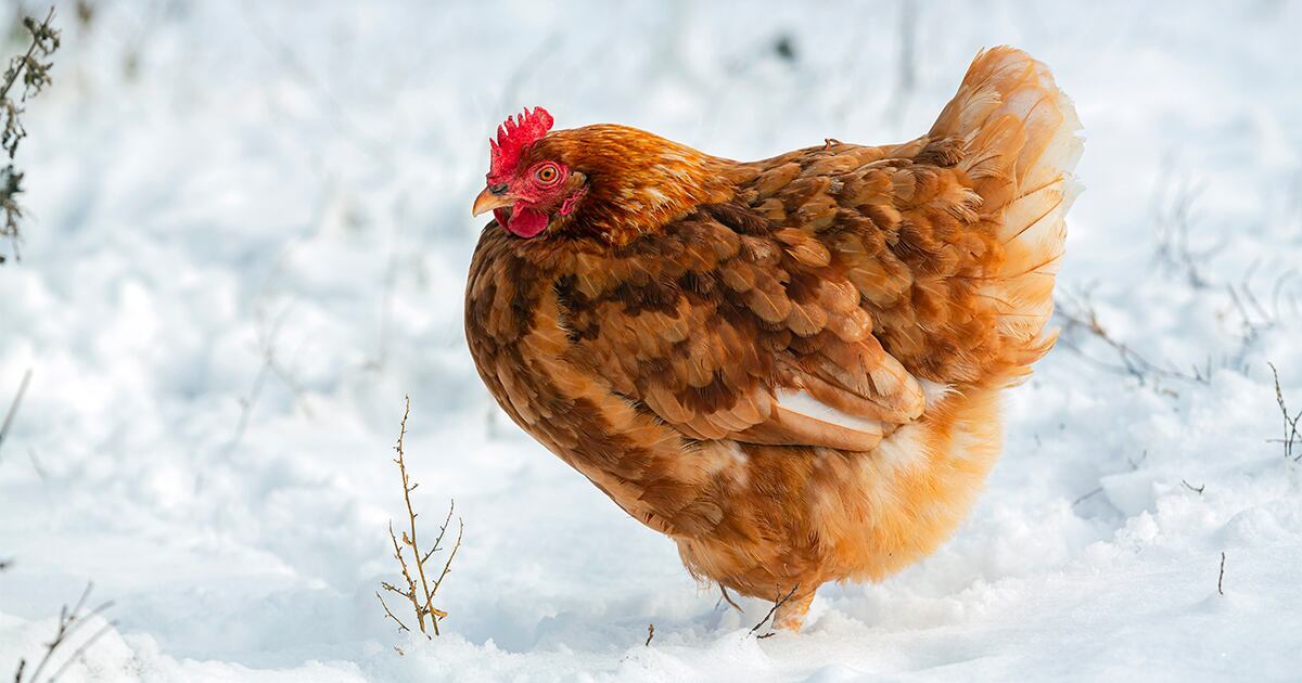 Chicken in the snow