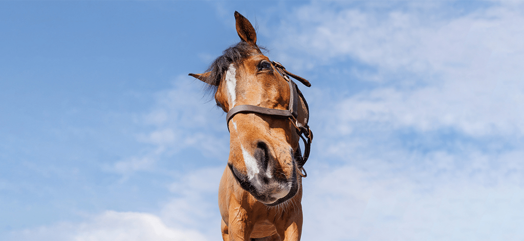 KNG-SentinelEquineNurture-3-1_1024