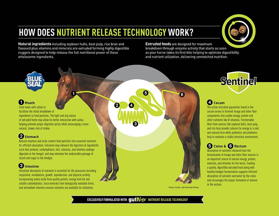 Field and Farm Sheep Logo