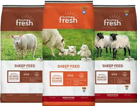 UBS-home-fresh-lockup-SHEEP_452