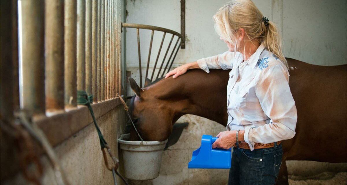 An equine nutritionist feeding a horse inside of a stable