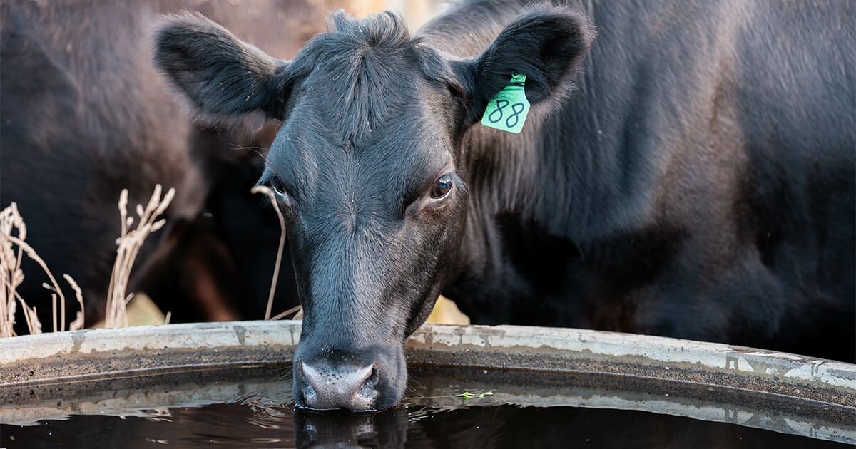 beef cattle drinking water out of a cattle water trough