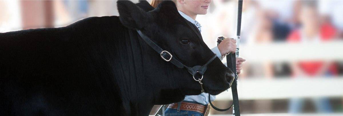 home species image link show