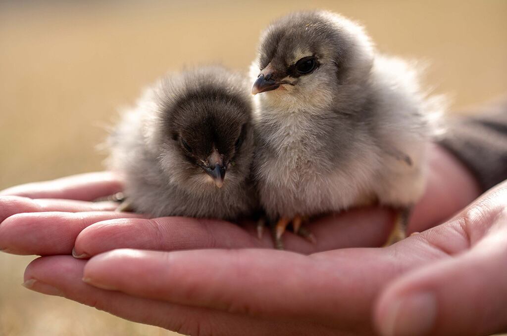 Hand holding two chicks