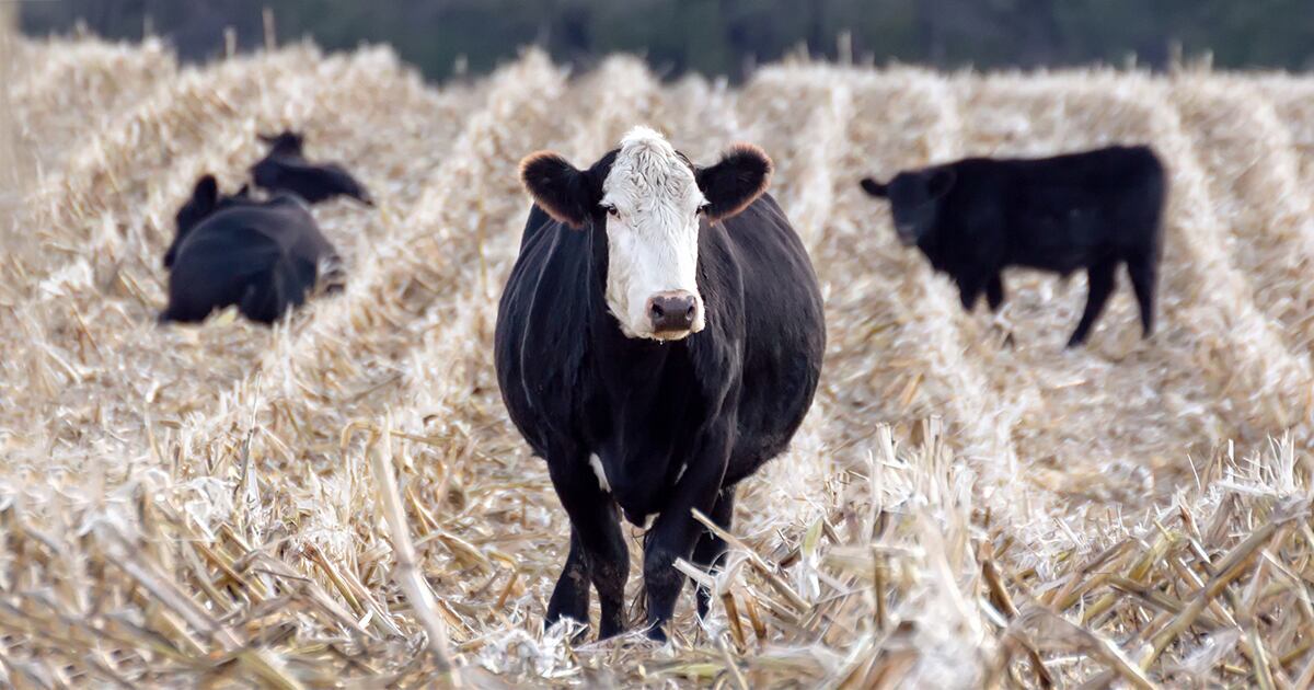 A few cows grazing corn residue husks during early winter, post-harvest. Focus on one cow in the middle of the frame.