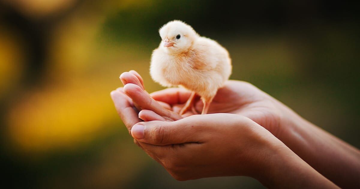 Raising Chicks