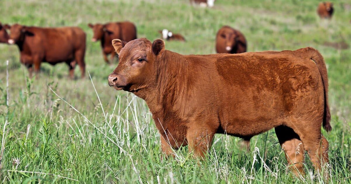 cow calf operation in an open pasture