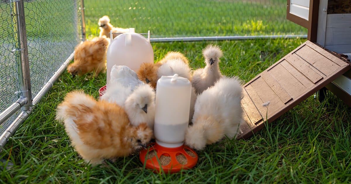 chick-health-battling-with-coccidiosis-with-amprolium