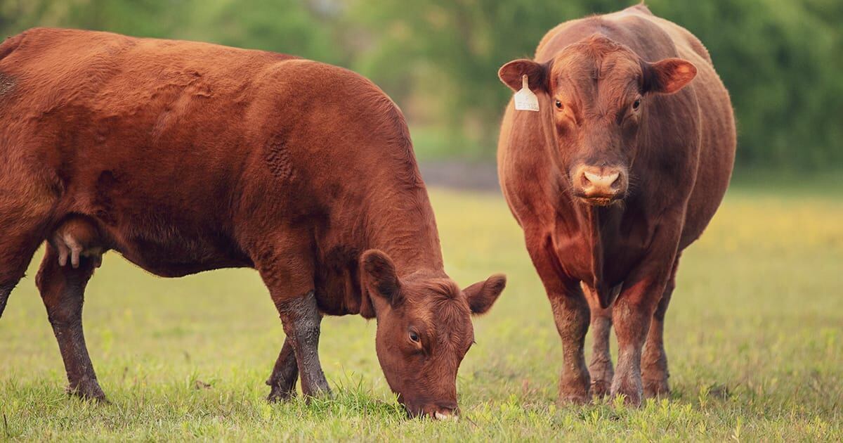 Two red angus beef cattle grazing in a pasture, highlighting the importance of hoof health for cattle comfort and productivity.