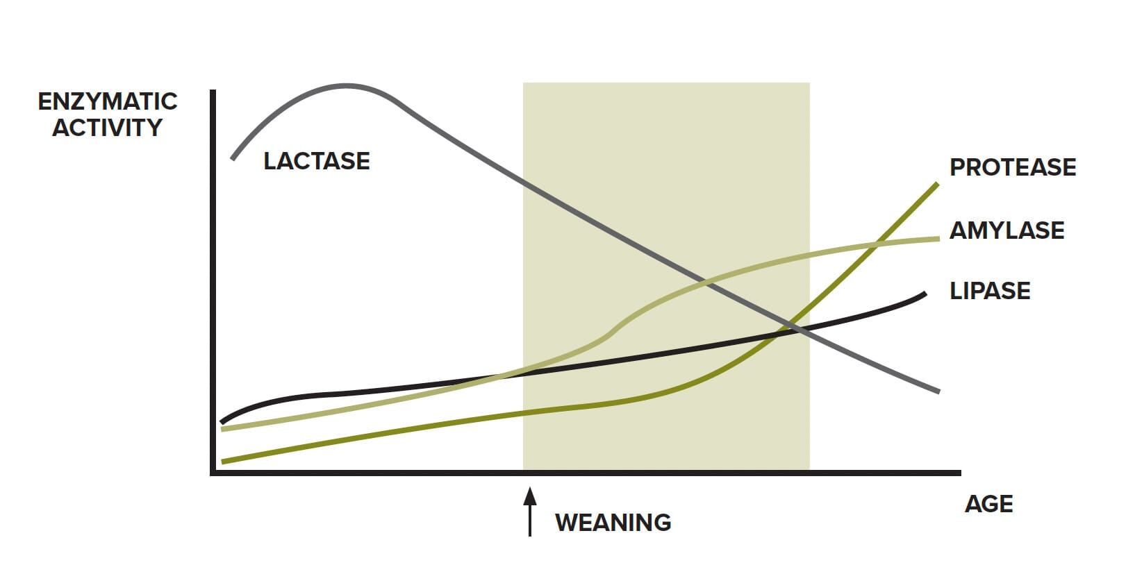 PRODUCTION OF DIGESTIVE ENZYMES IS NOT READY