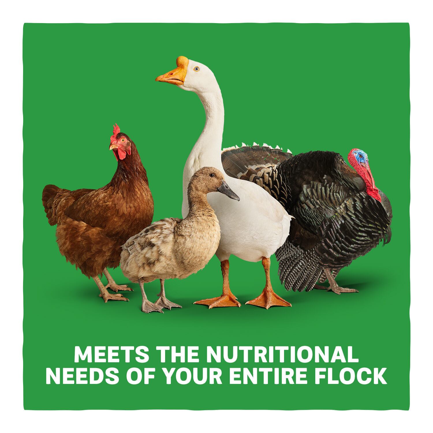Home Fresh Multi-Flock Turkey Starter