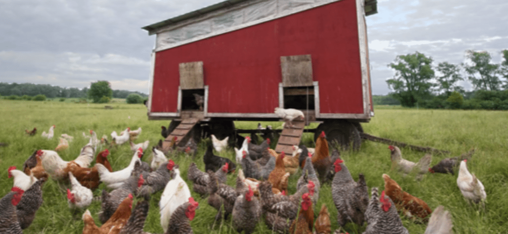 chickens near a coop