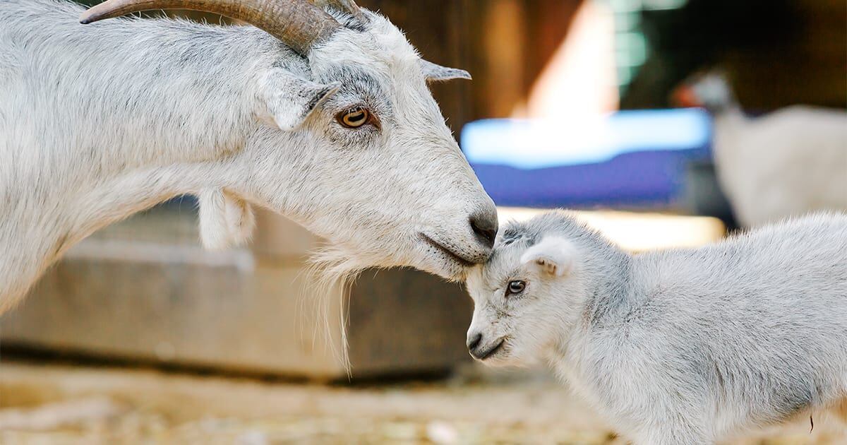 Mother goat with her baby kid