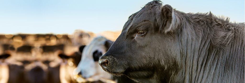species-page-beef-cattle_header