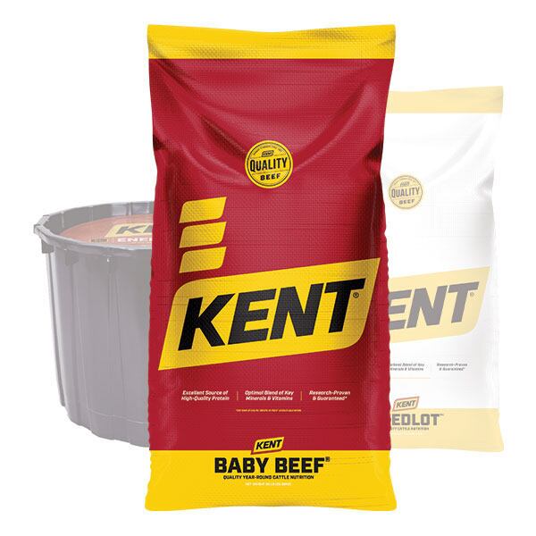 setting-up-beef-cattle-to-produce-the-best-colostrum-for-calves-1024x538