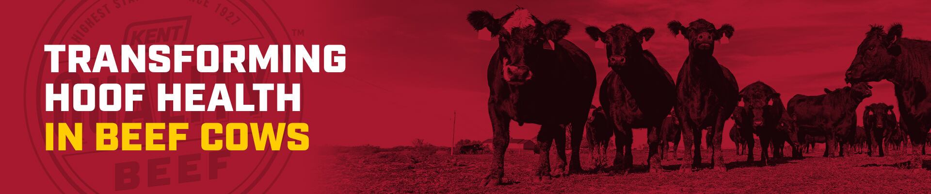 Herd of cattle with red overlay and headline The Mineral Encyclopedia-Abridged