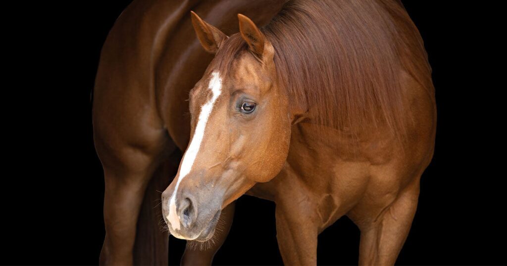 A muscular chestnut horse with a glossy coat and a long mane, featuring a white blaze running down its face, standing against a black background.