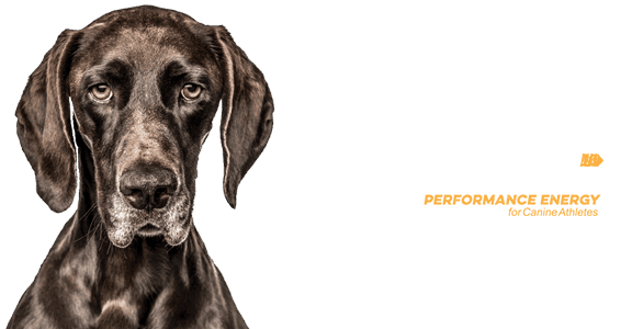 dog and Native logo