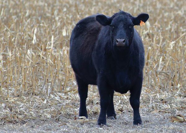 cow in corn field
