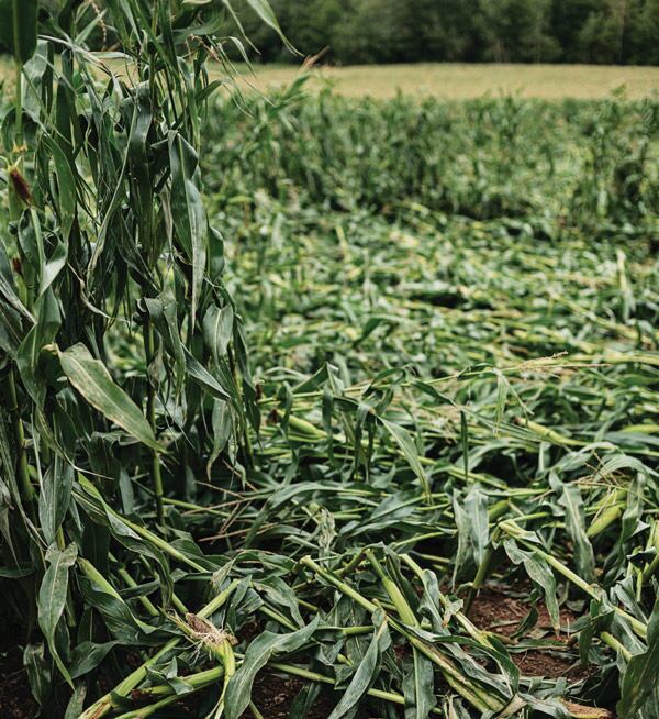 corn damaged by wind