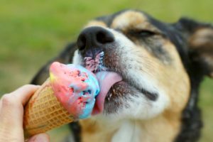 Making Dog-Safe Ice Cream dog licking ice cream cone