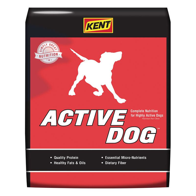 Active Dog