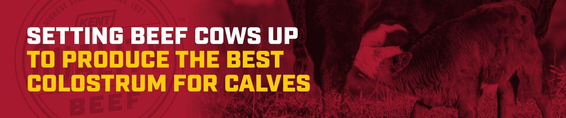 Calf nursing with red overlay and headline Setting Beef Cows Up to Produce the Best Colostrum for Calves