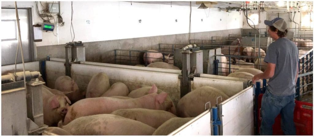 Tyler Treimer weighing hogs on the holding trial involving amino acid imbalances.