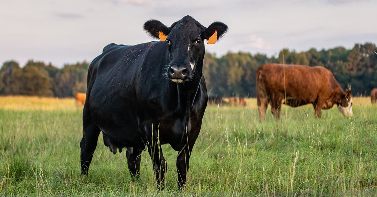 tis-the-season-for-grass-tetany