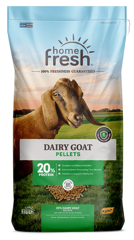 Dairy Goat