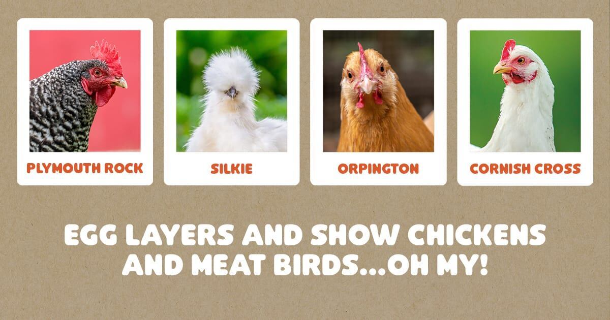 Egg Layers and Show Chickens and Meat Birds...Oh My!