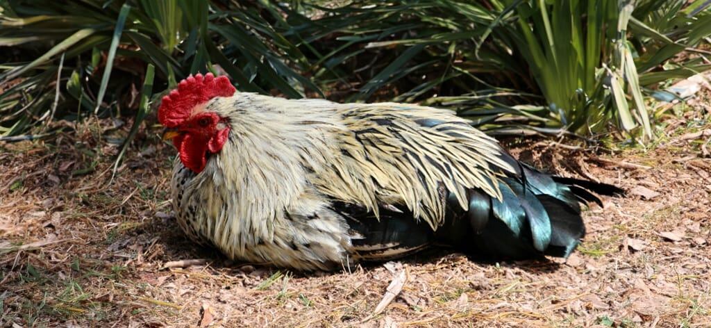 Heat stressed chicken sitting on the ground