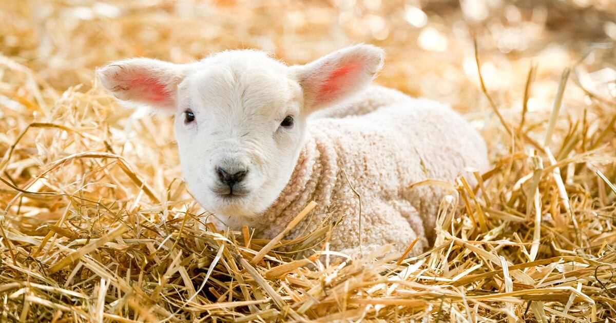 Baby lamb curled up in a bed of hay looking content at the viewer