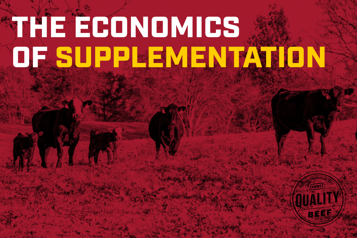 Multiple cattle in the field grazing with a dark red overlay and the words: The Economics of Supplemenation